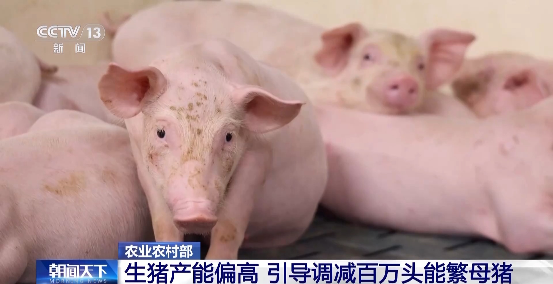 XM官网登陆入口:“二师兄”的身价要稳住 猪企开始给猪“减肥”了(图4)