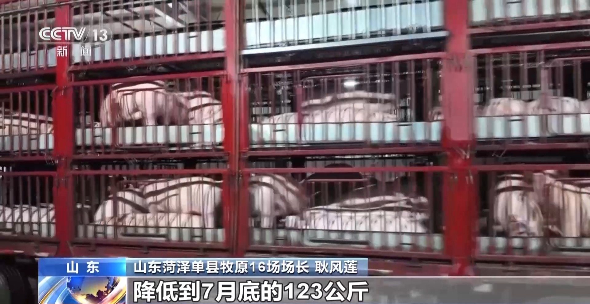 XM官网登陆入口:“二师兄”的身价要稳住 猪企开始给猪“减肥”了(图6)