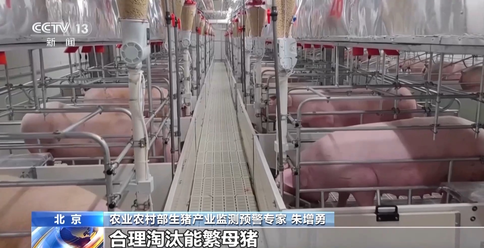 XM官网登陆入口:“二师兄”的身价要稳住 猪企开始给猪“减肥”了(图5)