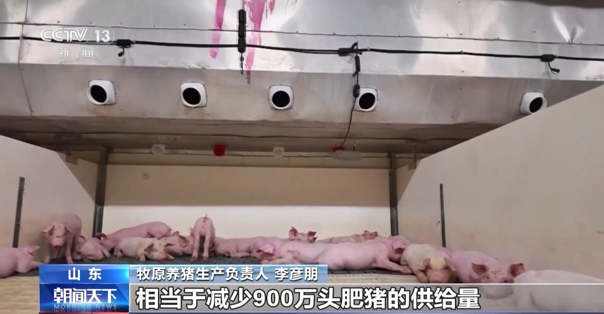 XM官网登陆入口:“二师兄”的身价要稳住 猪企开始给猪“减肥”了(图10)